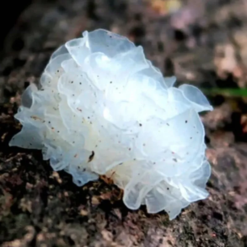 Тунцзянский серебристый древесный гриб