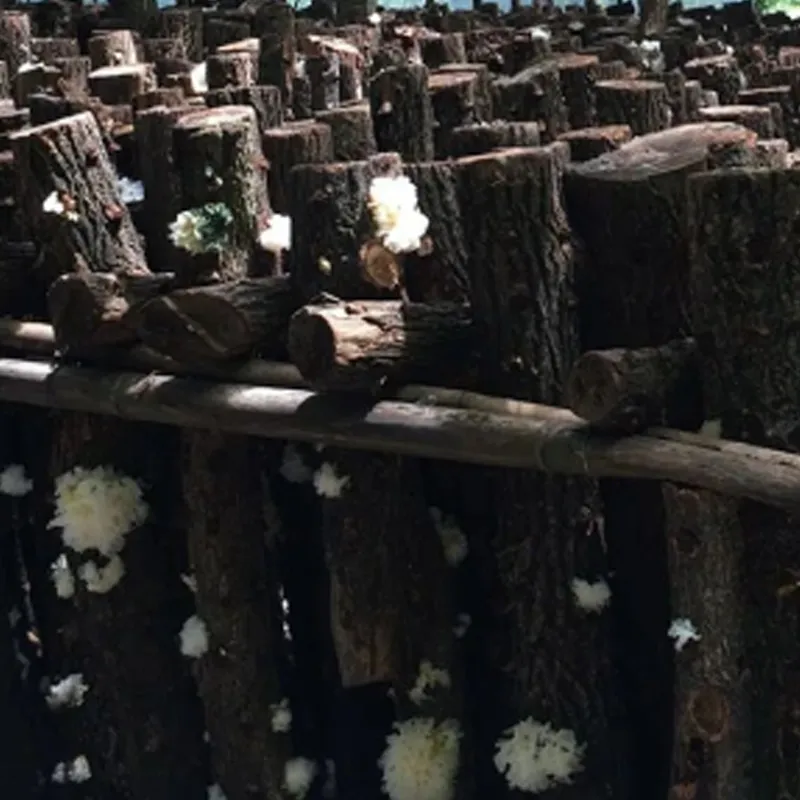 Тунцзянский серебристый древесный гриб