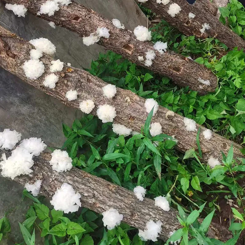 Тунцзянский серебристый древесный гриб