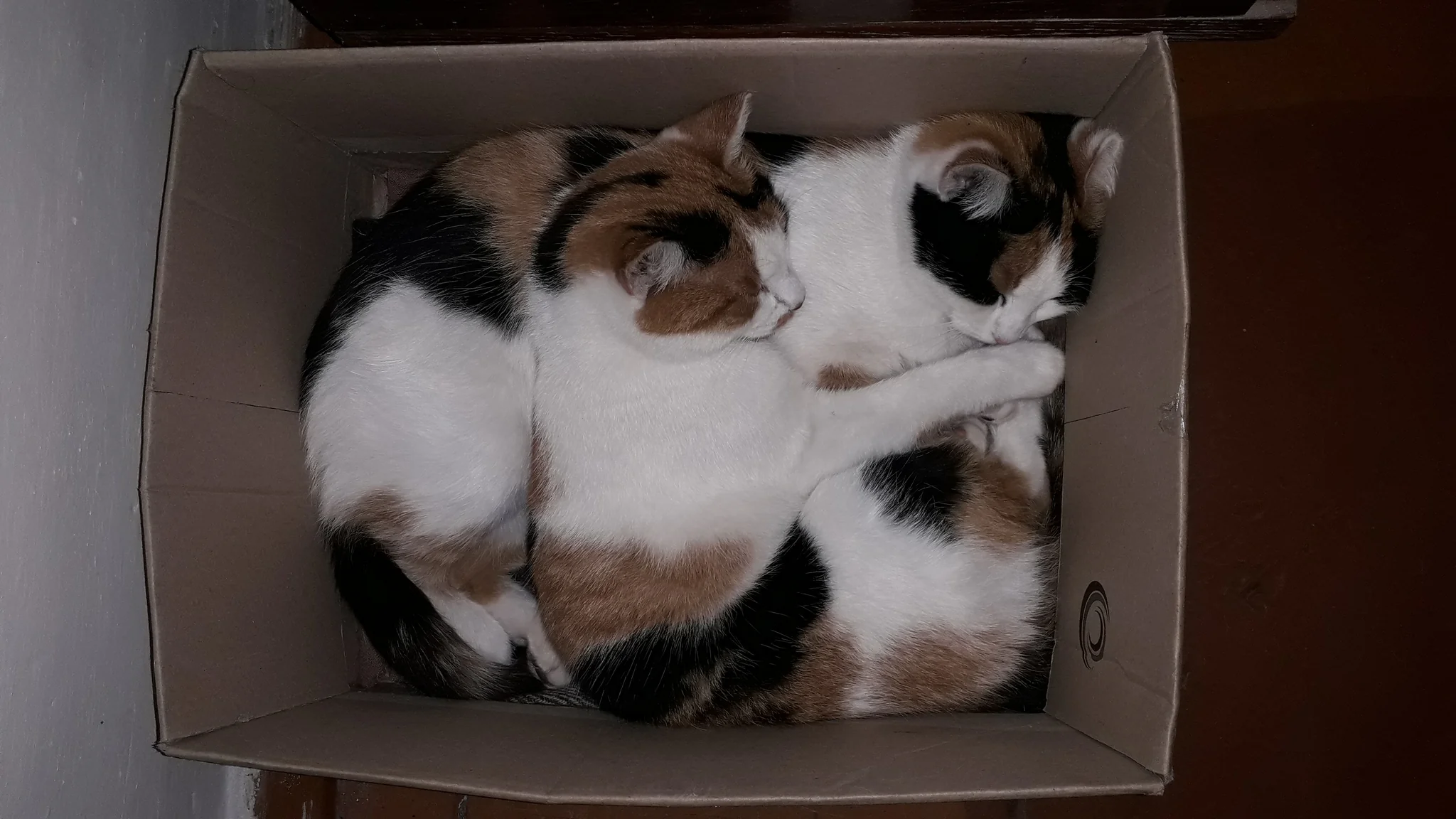 Китай Упаковочный пакет для кошачьего корма: лучшие Поставщики