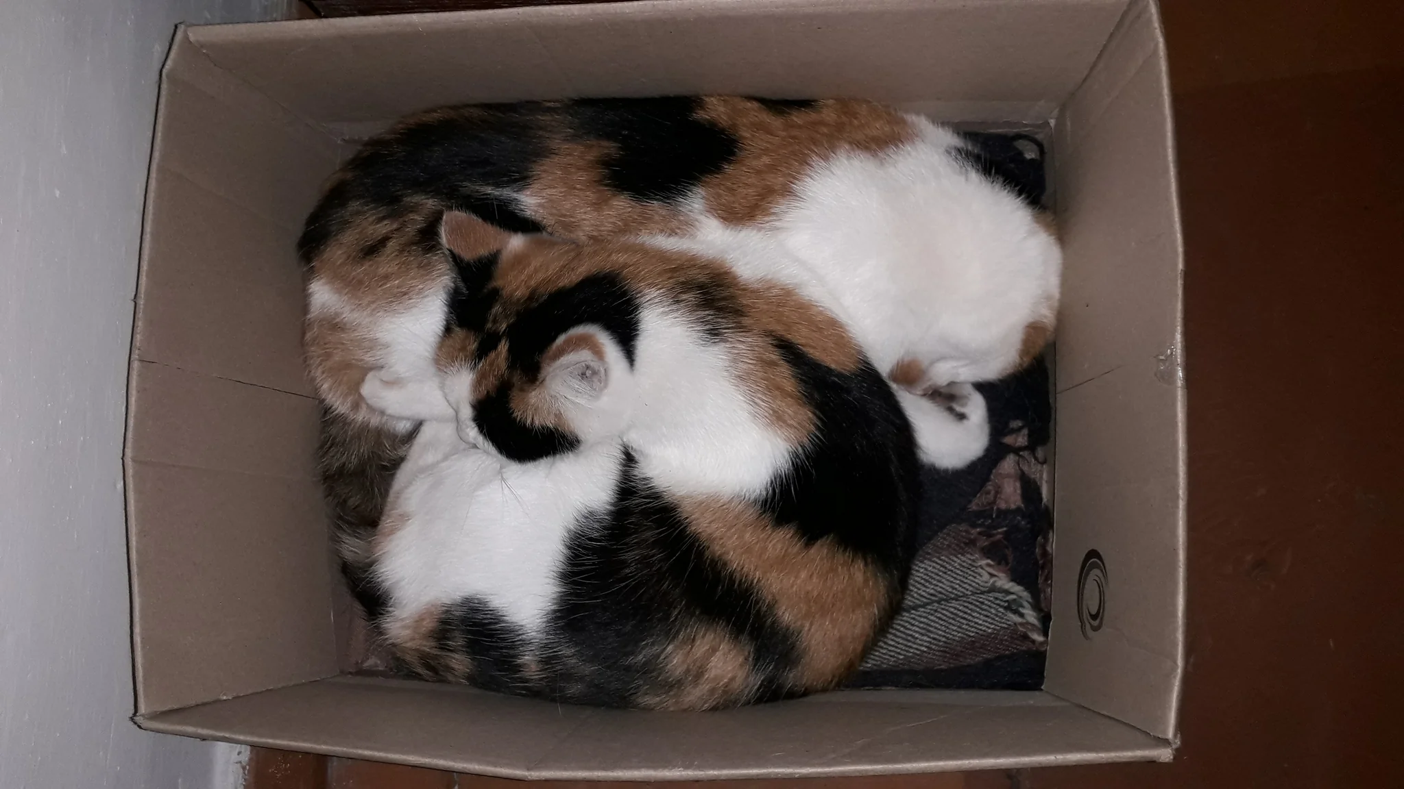 Китай Упаковочный пакет для кошачьего корма: лучшие Поставщики