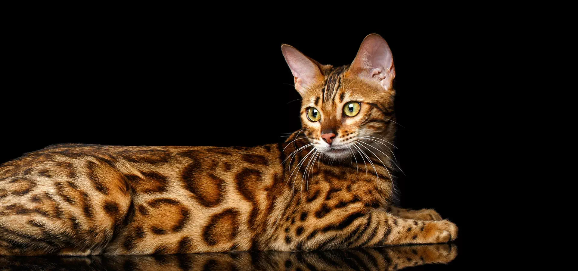 Китай: Бирюзовый пакет для кошачьего корма от надежных поставщиков