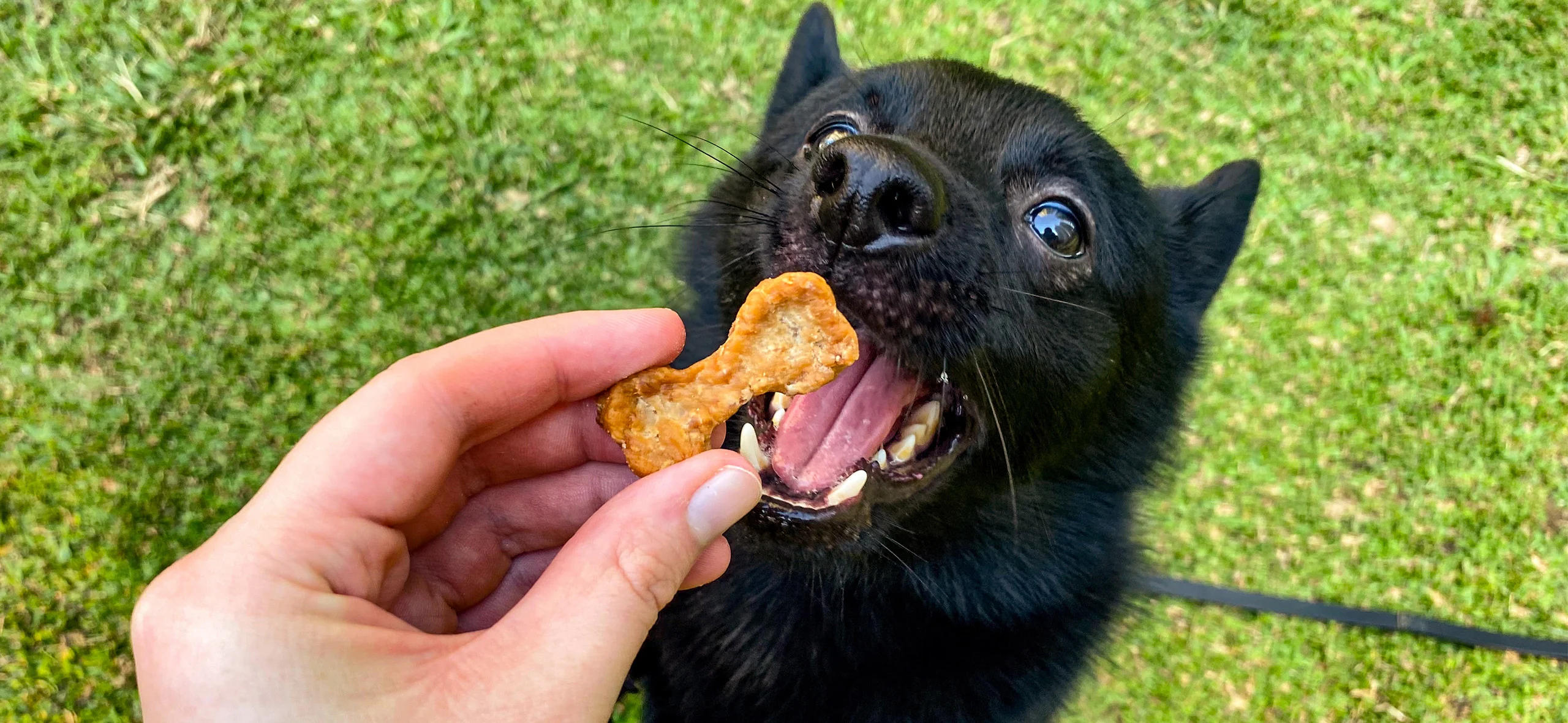 Китай Пакеты для лакомств для домашних животных: лучшие поставщики 2026