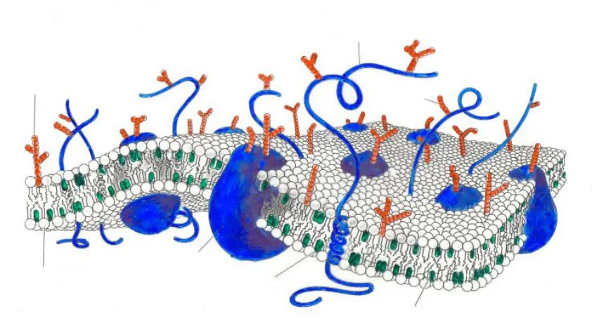 Китай: Мембранное разделение черного щелока от ведущих поставщиков