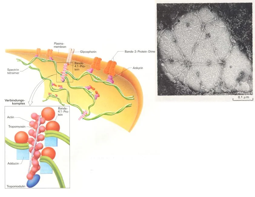 Китай: Мембранное разделение черного щелока от ведущих поставщиков
