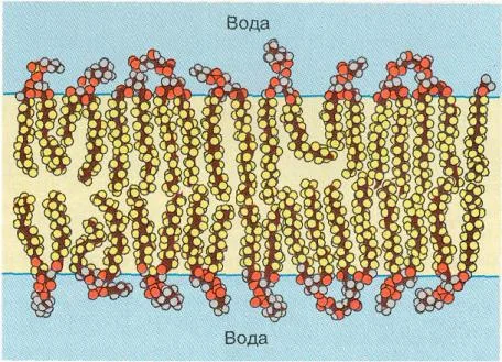 Китай: Мембранное разделение черного щелока от ведущих поставщиков