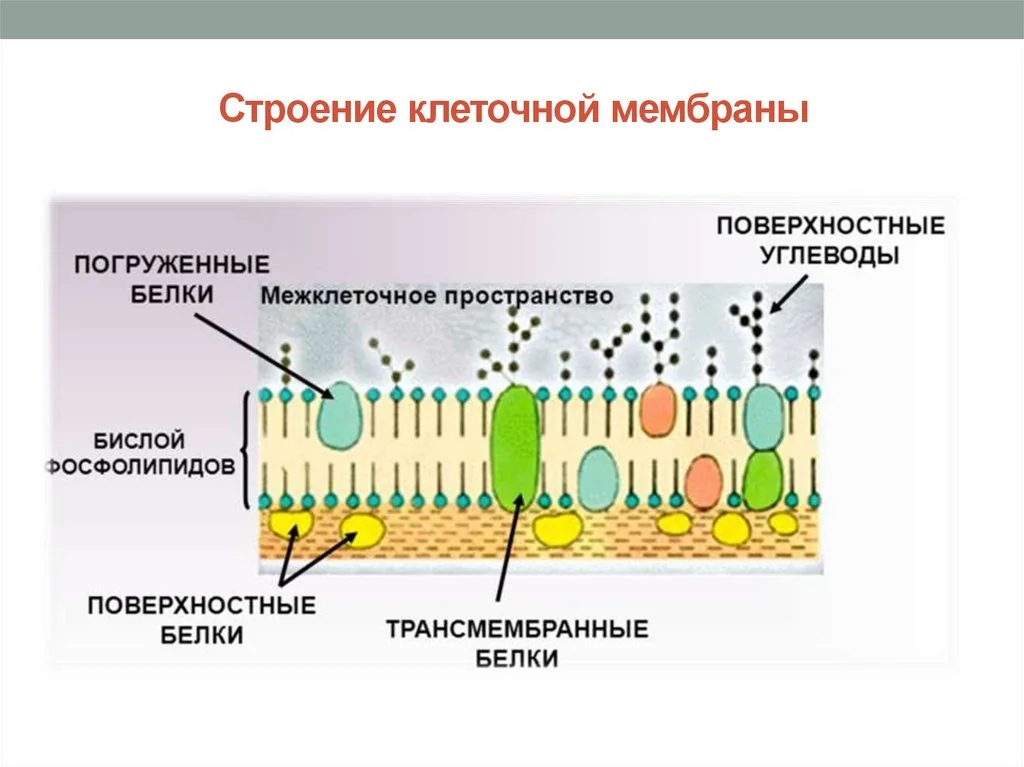 Китай: Мембранное разделение черного щелока от ведущих поставщиков