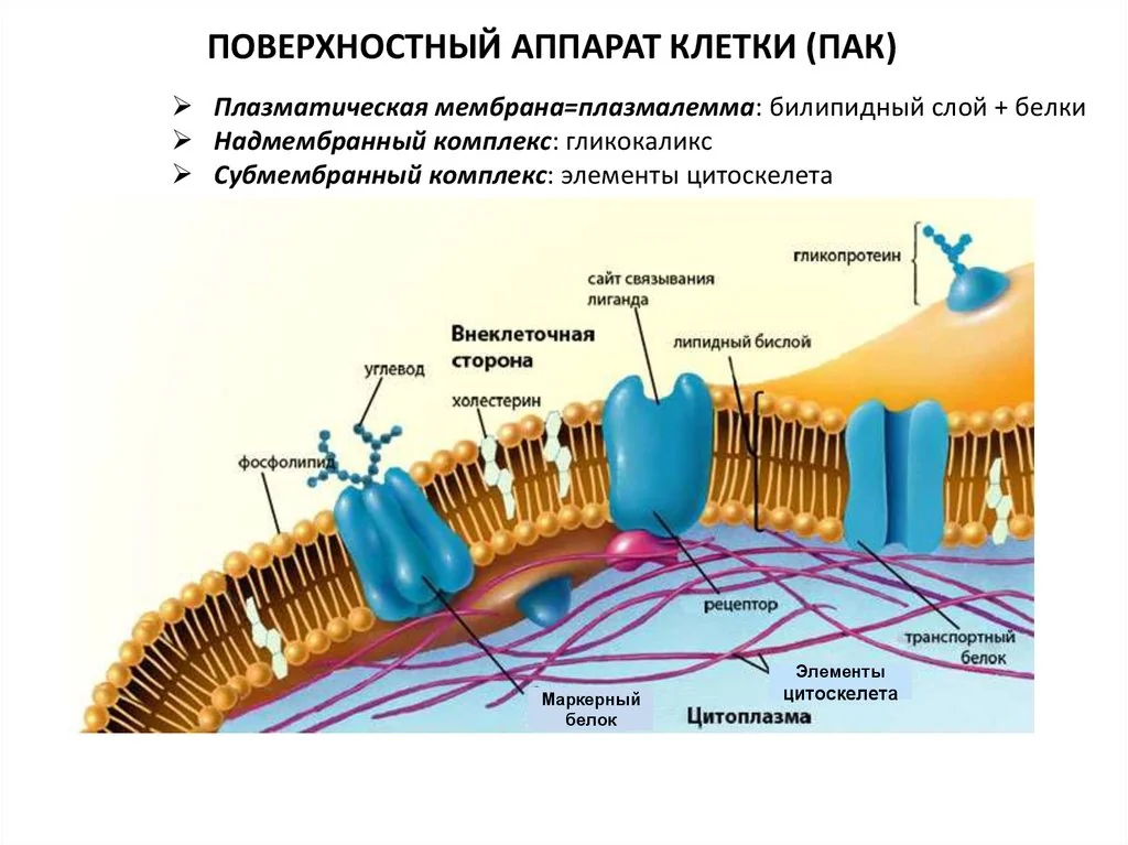 Китай: Мембранное разделение черного щелока от ведущих поставщиков