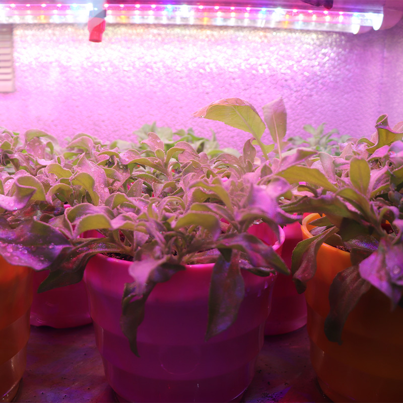 Фотоэлектрический контейнер для выращивания овощей