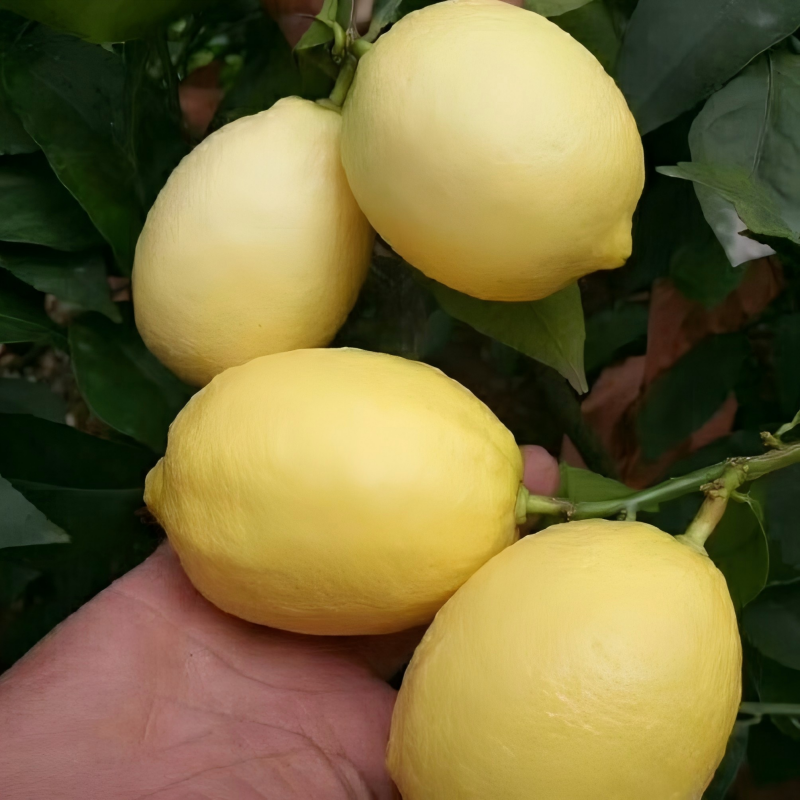 100# Свежие лимоны