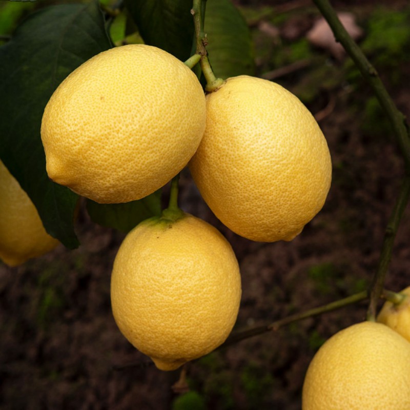 113# Свежие лимоны