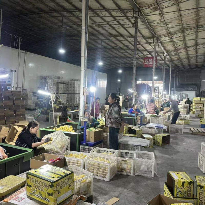 Повышение качества и эффективности лимонной промышленности в Аньюэ: экспорт свежих плодов за рубеж открывает новую главу в истории