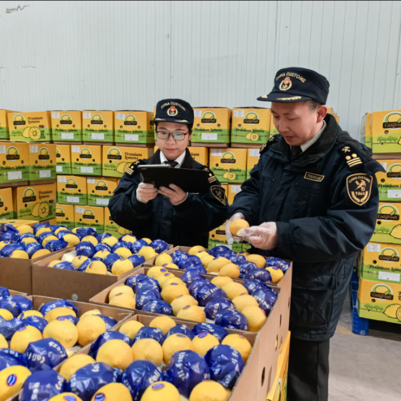 Экспорт лимонов из Китая демонстрирует высокие темпы роста, а количество зарубежных заказов продолжает увеличиваться