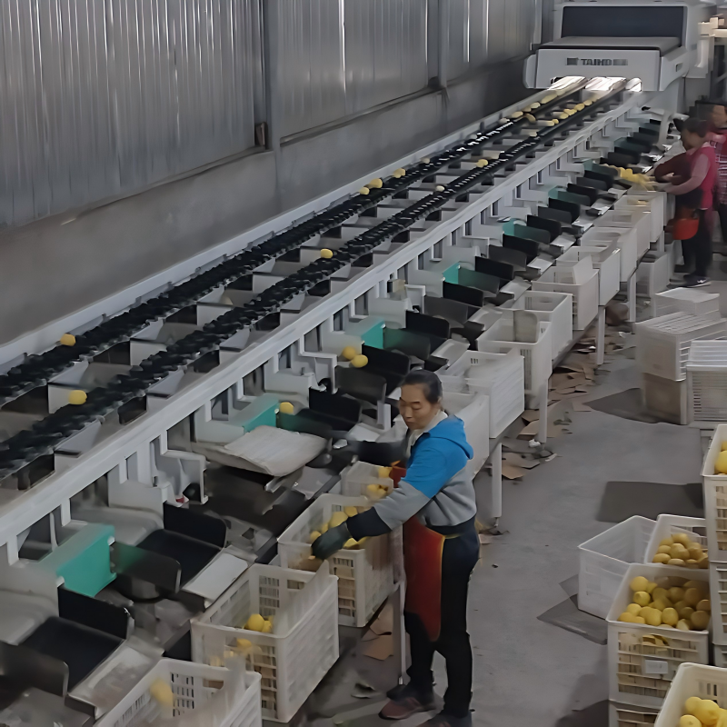 Интеллектуальная сортировка способствует повышению качества: стандартизация переработки лимонов в Аньюэ повышает качество и эффективность