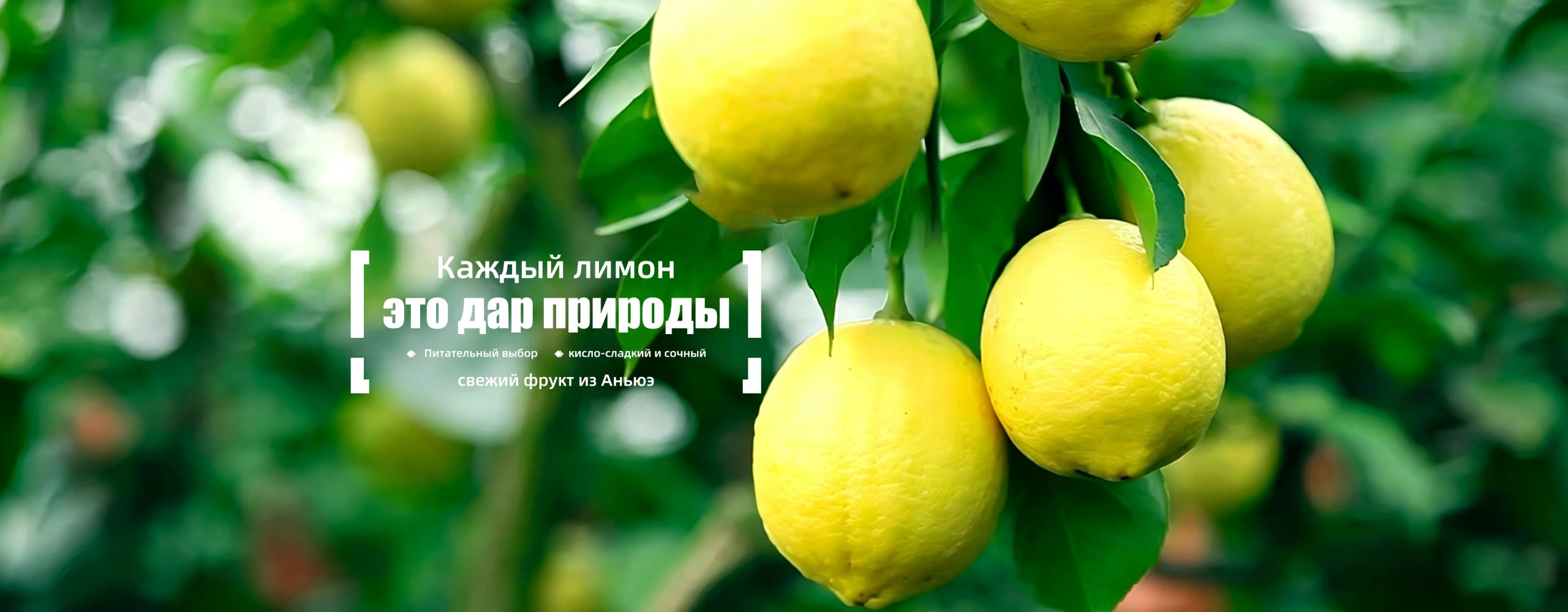 Свежие лимоны-banner (1)