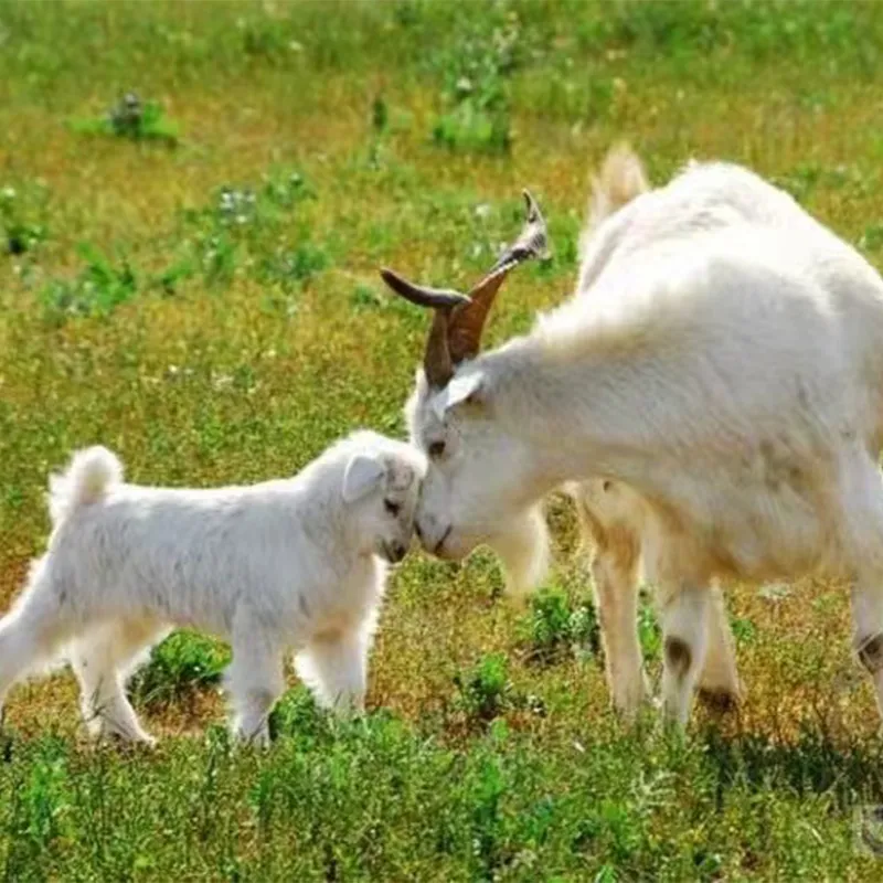 Кашемир — это искусство, а искусство — это путь самосовершенствования