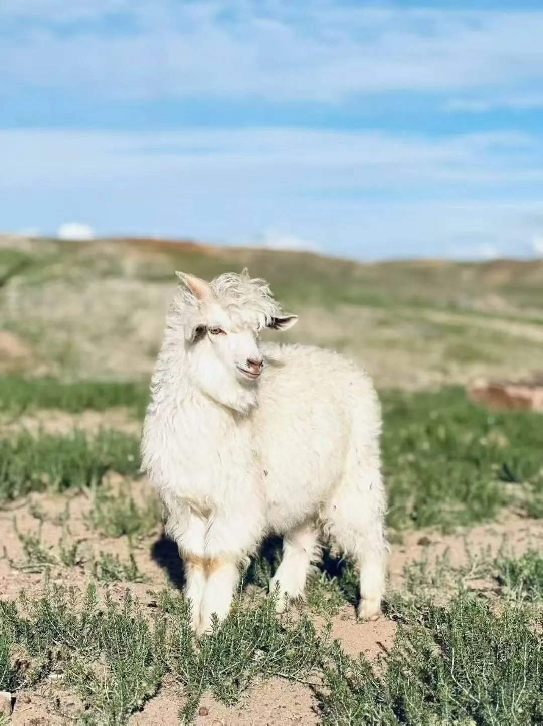 Пряжа хлопок с кашемиром: инновации в производстве?