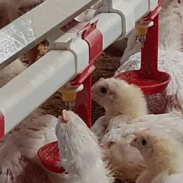 Ниппельная линия поения для кур