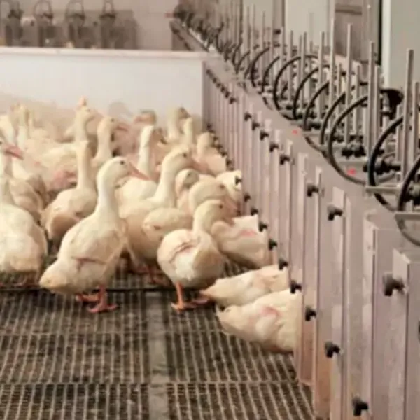 Разведение уток в клетках