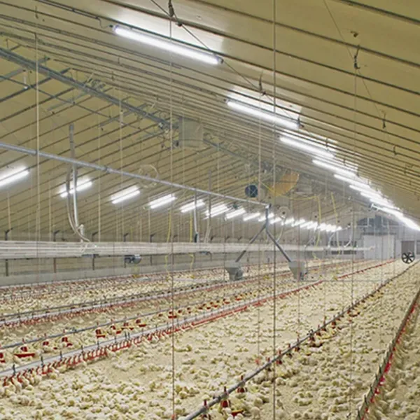 Линейный светильник для птичника