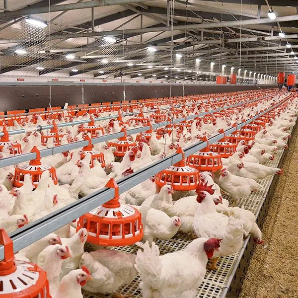 Почему напольное содержание бройлеров становится всё более популярным?