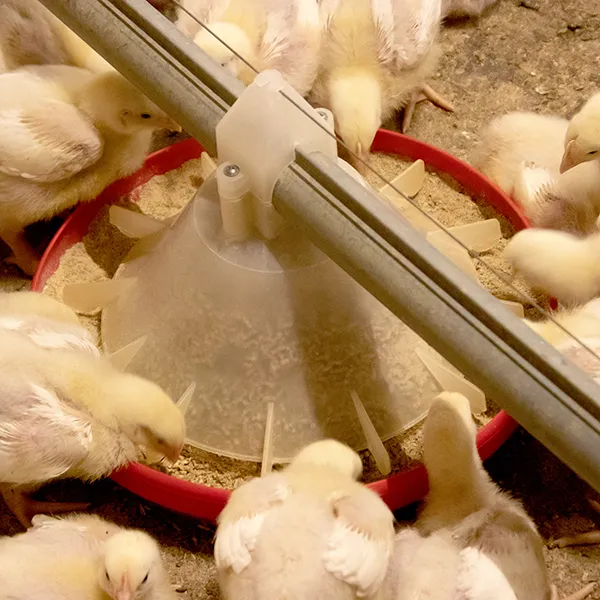 Шнековая линия кормления родительского стада бройлеров