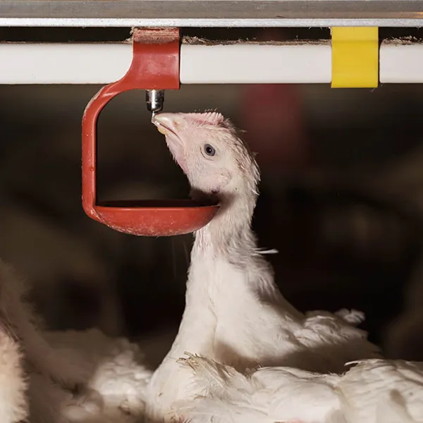 Система поения бройлеров