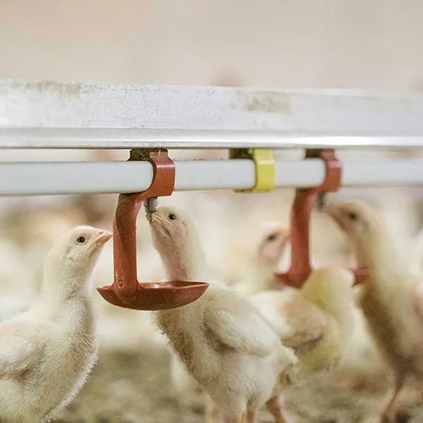 Система поения бройлеров экономит воду больше, чем поилка-лоток?