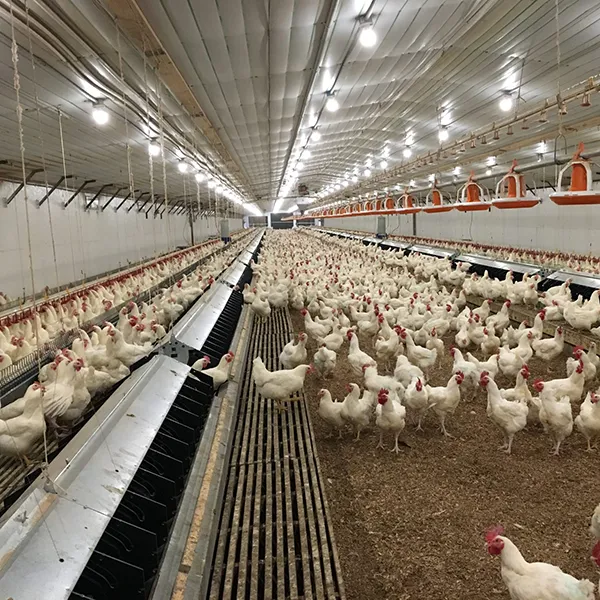 напольное содержание цыплят бройлеров