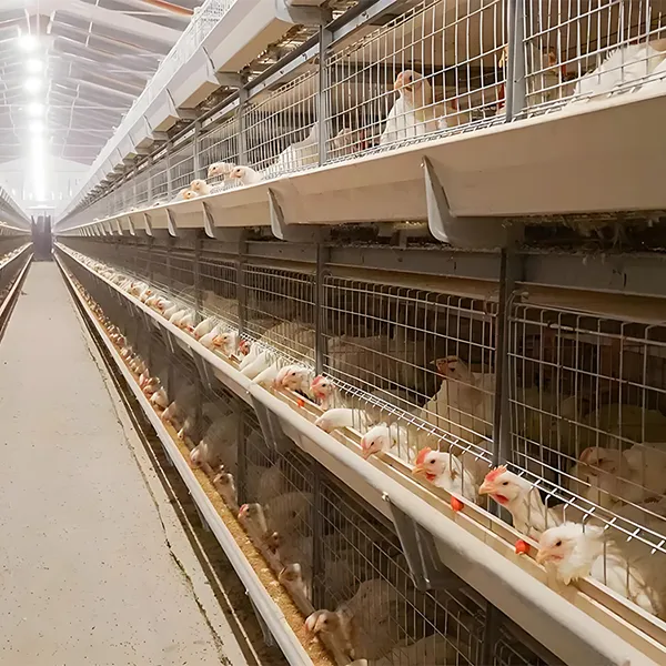 Выращивание бройлеров в клетках