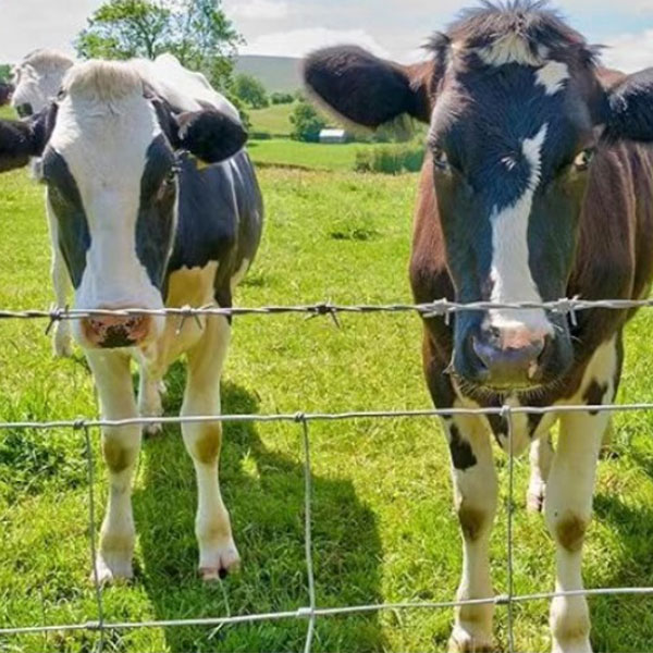 Сетка для загона скота