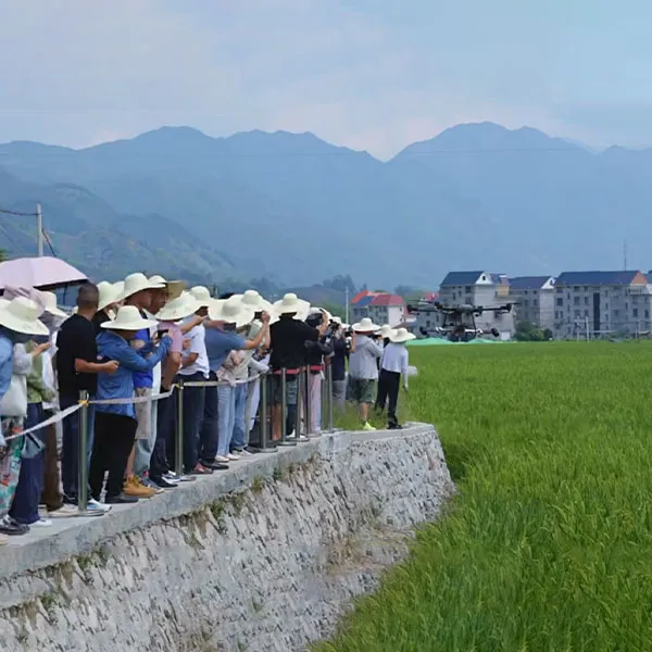 Крупнейшая в Чжэцзяне база по производству гибридного риса-сянь вступила в сезон сбора урожая