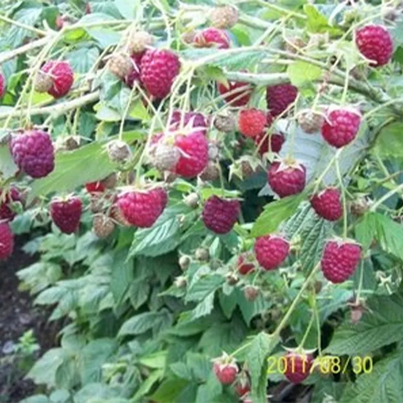 Быстро замороженная красная малина