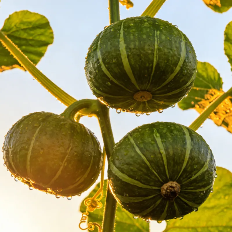 Быстро замороженная тыква