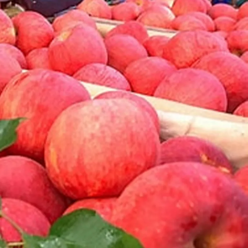 Быстро замороженное яблоко