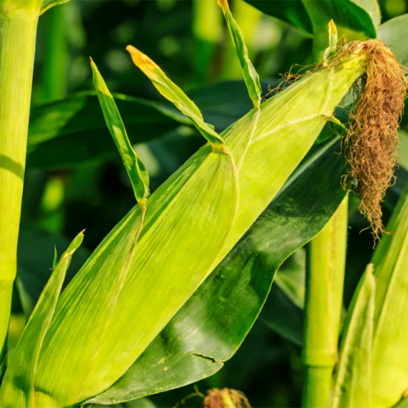 Быстро замороженные зёрна кукурузы