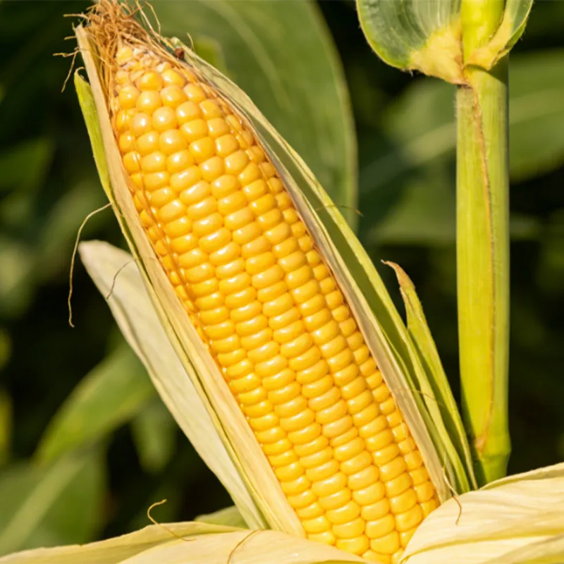 Быстро замороженные зёрна кукурузы