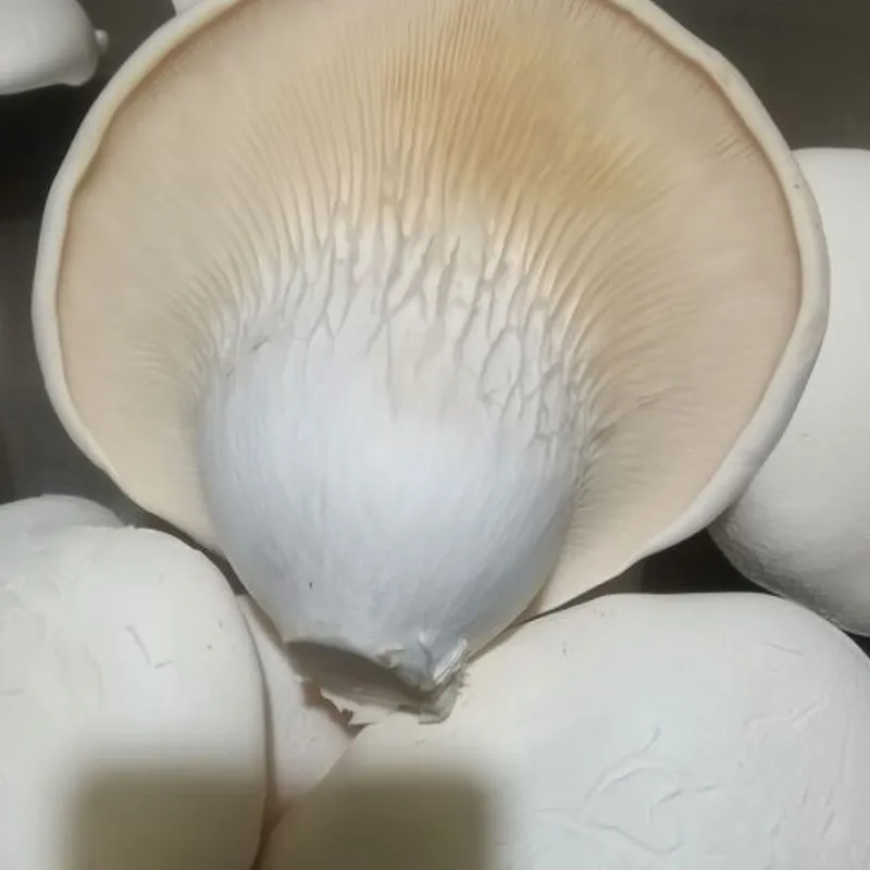 Быстро замороженные кубики вёшенки