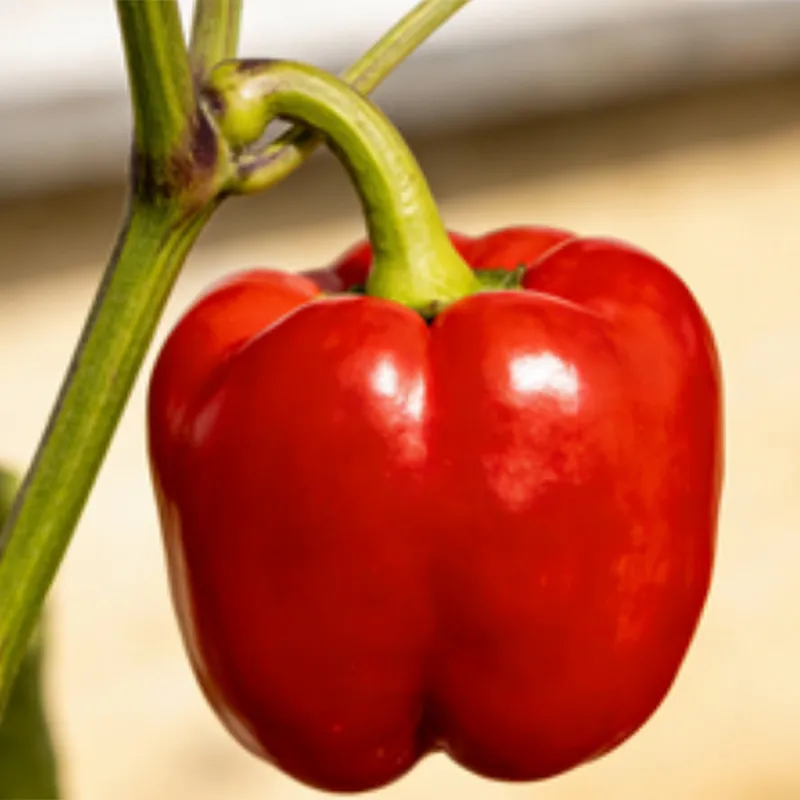 Быстро замороженные ломтики сладкого перца