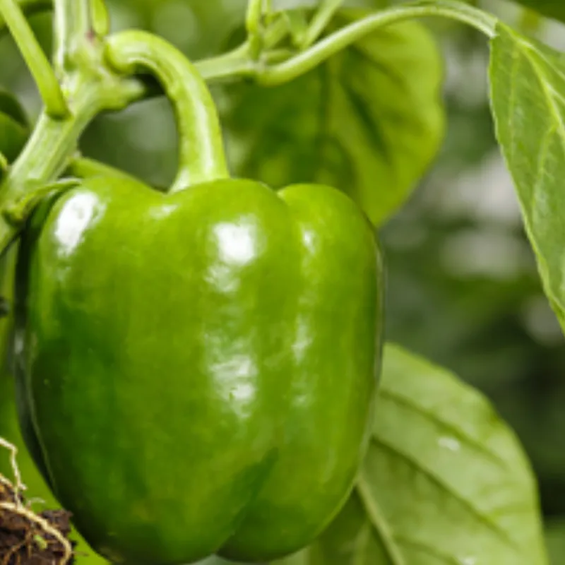 Быстро замороженные ломтики сладкого перца