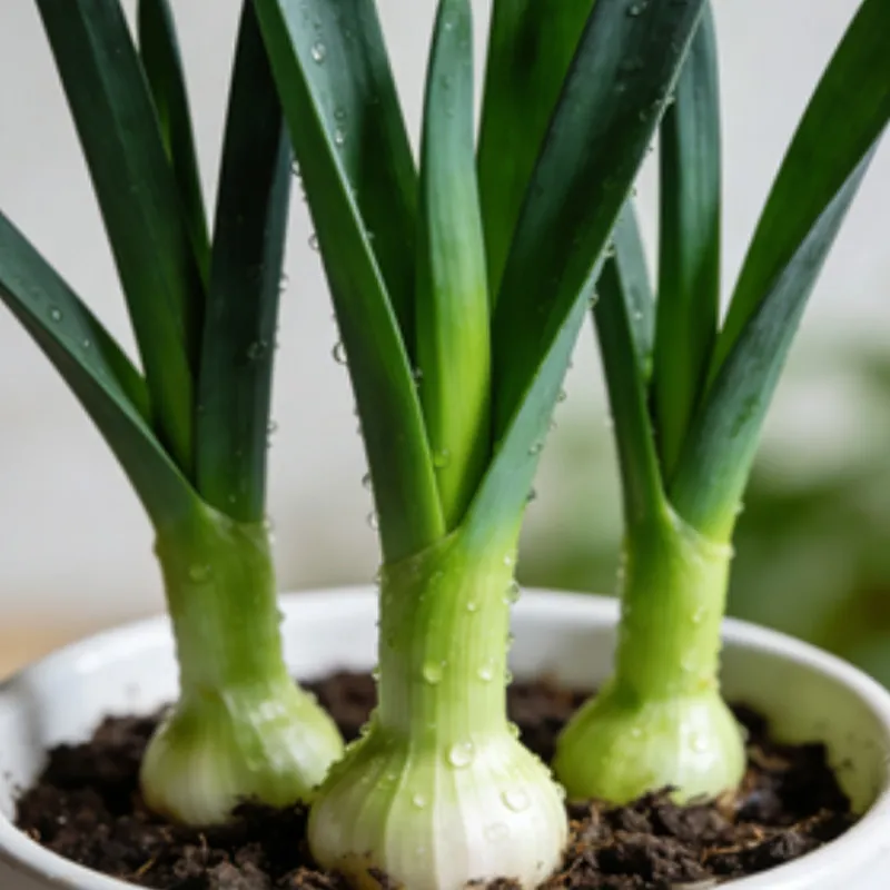 Быстро замороженный зелёный чеснок