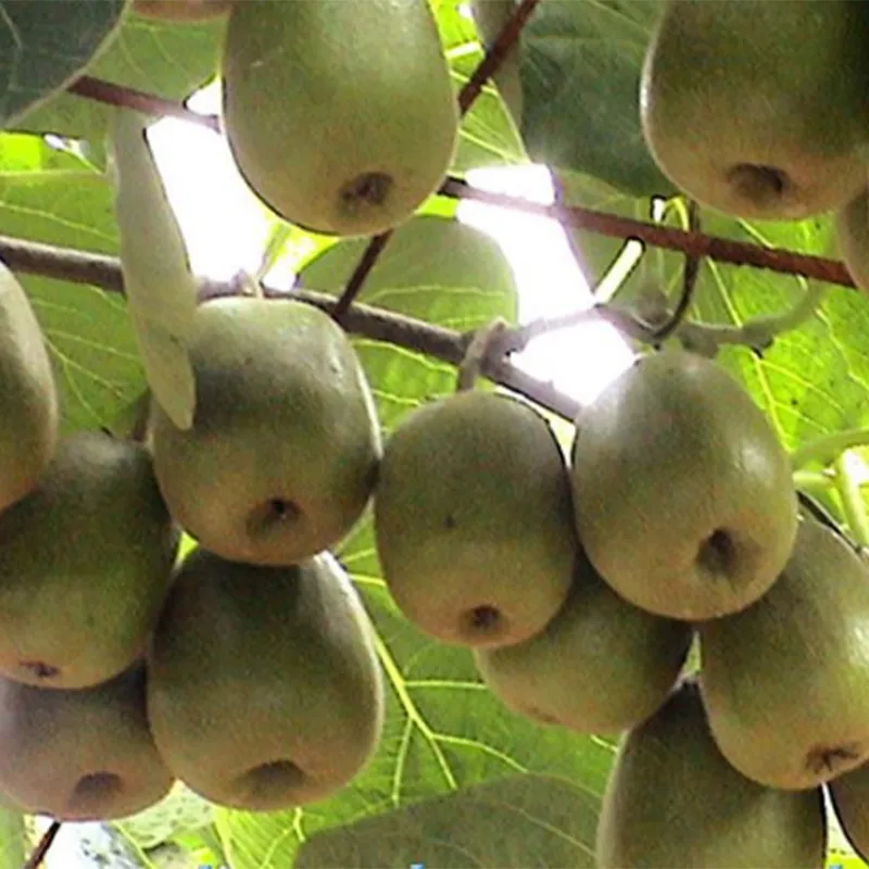 Быстро замороженный киви