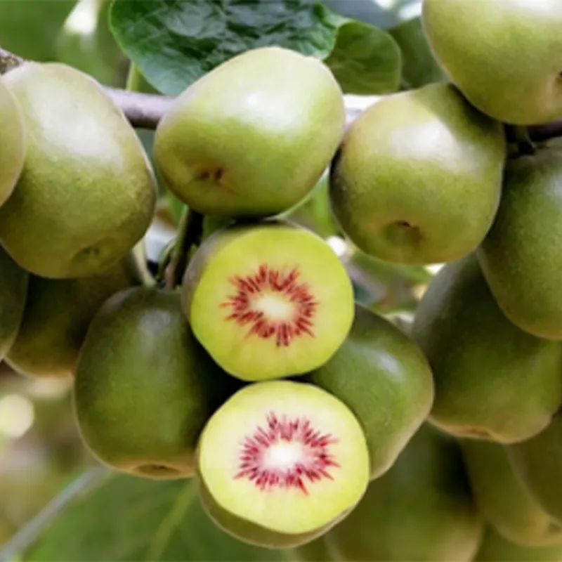 Быстро замороженный киви