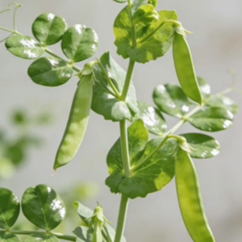 Быстро замороженный сахарный горох