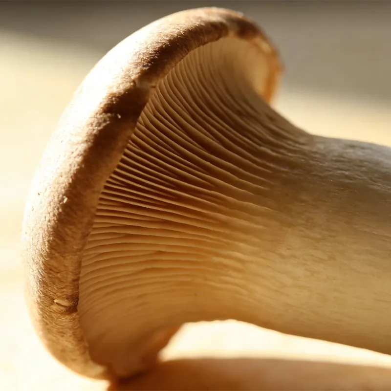 Вешенка королевская