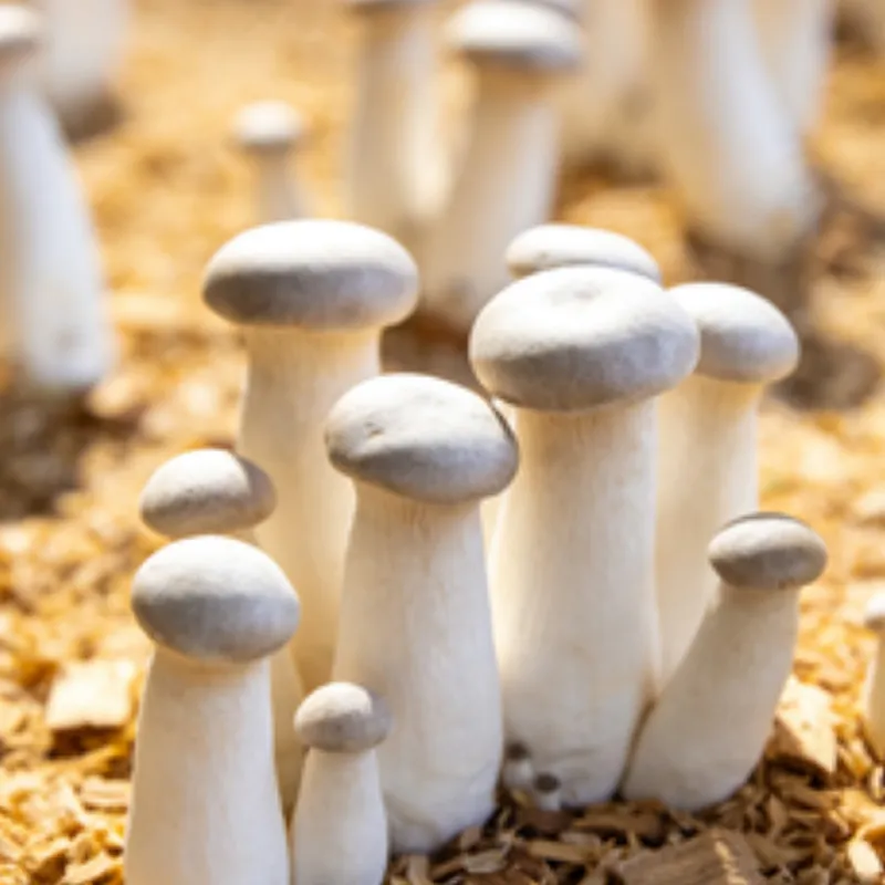 Вешенка королевская