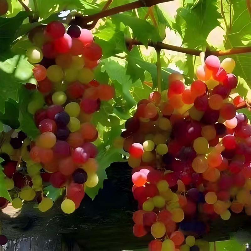 Органический столовый виноград Юньфэй  Красный глобус