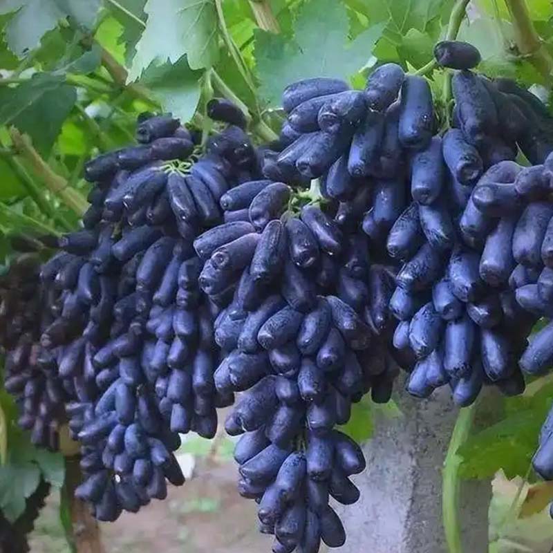 Органический столовый виноград Юньфэй  Сапфир