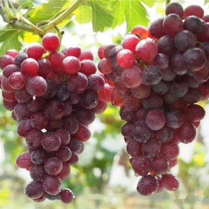 Органический столовый виноград Юньфэй  бессемянный Флейм