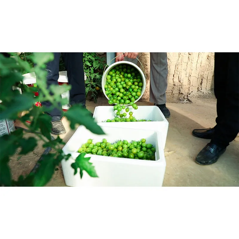 Технологии позволяют компании Beiyang Village Tomatoes выйти на мировой рынок.